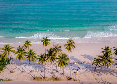 Scenic view of palm trees on beach