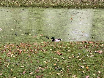 High angle view of birds on grass by lake