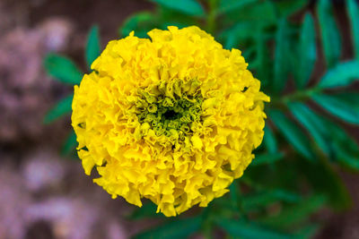 Close-up of yellow flower