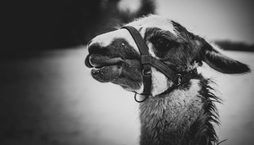 Close-up of dog looking away