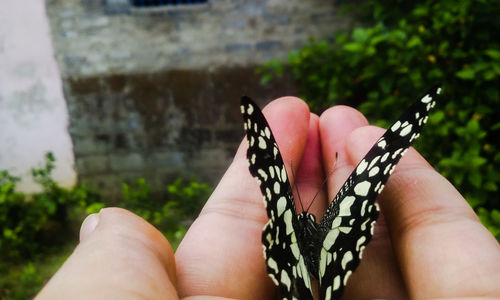  woman holding butterfly on hand