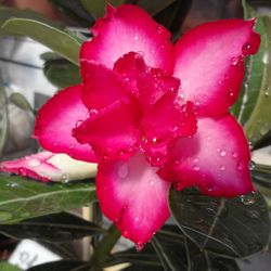 Close-up of wet pink flower growing outdoors