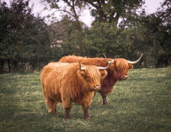 Cow on field