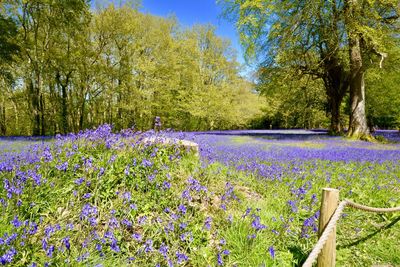 Scenic view of purple flowering plants on land