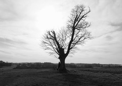 Bare tree on field against sky