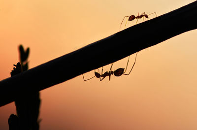 Silhouette of birds perching on a orange sunset