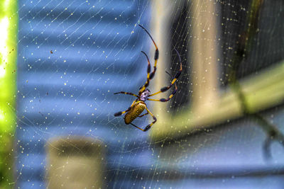 Close-up of spider on web