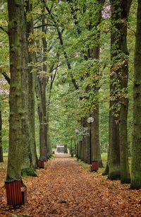 Footpath amidst trees in park during autumn