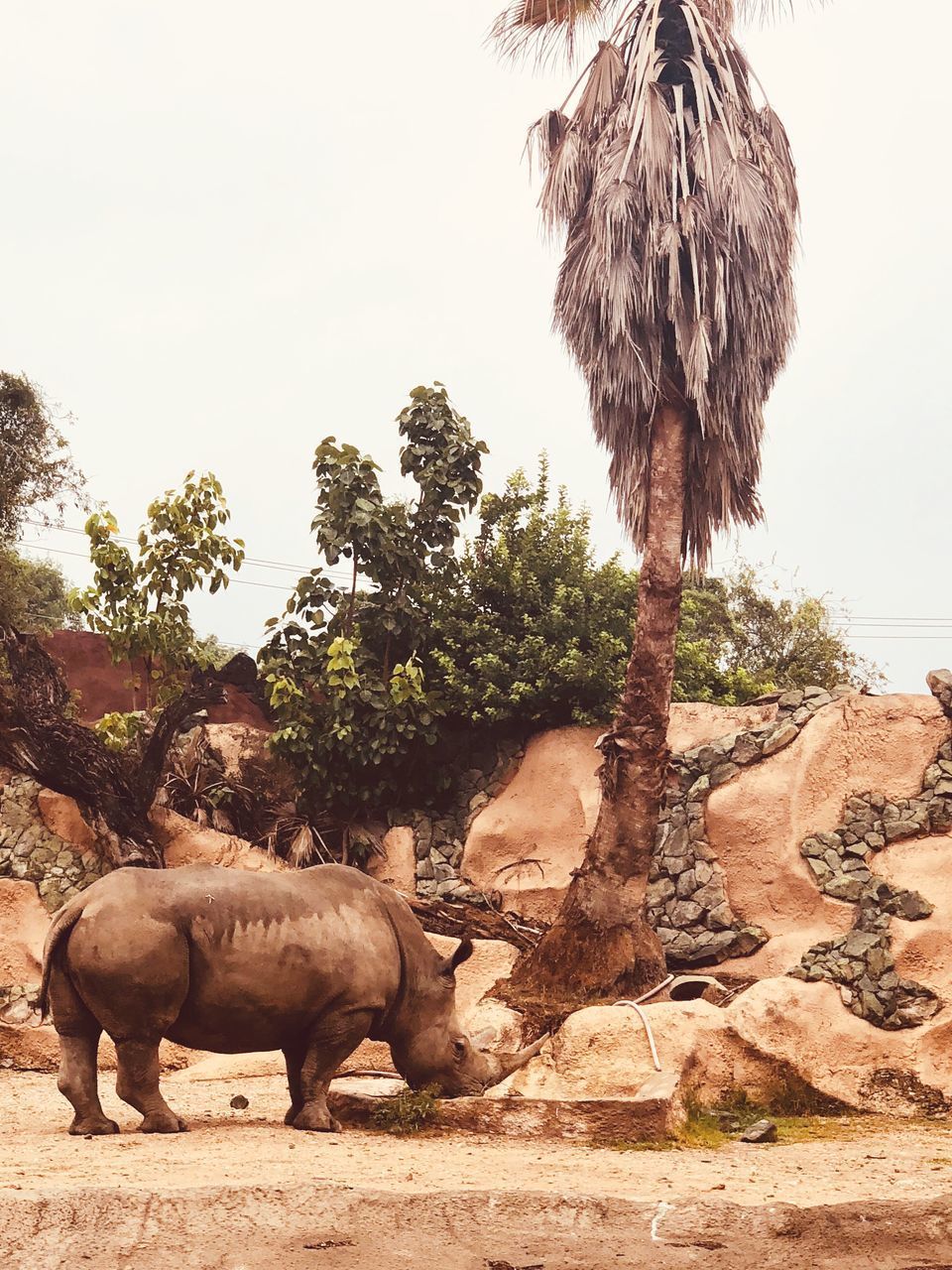 VIEW OF ELEPHANT IN ZOO