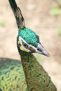 Close-up of peacock