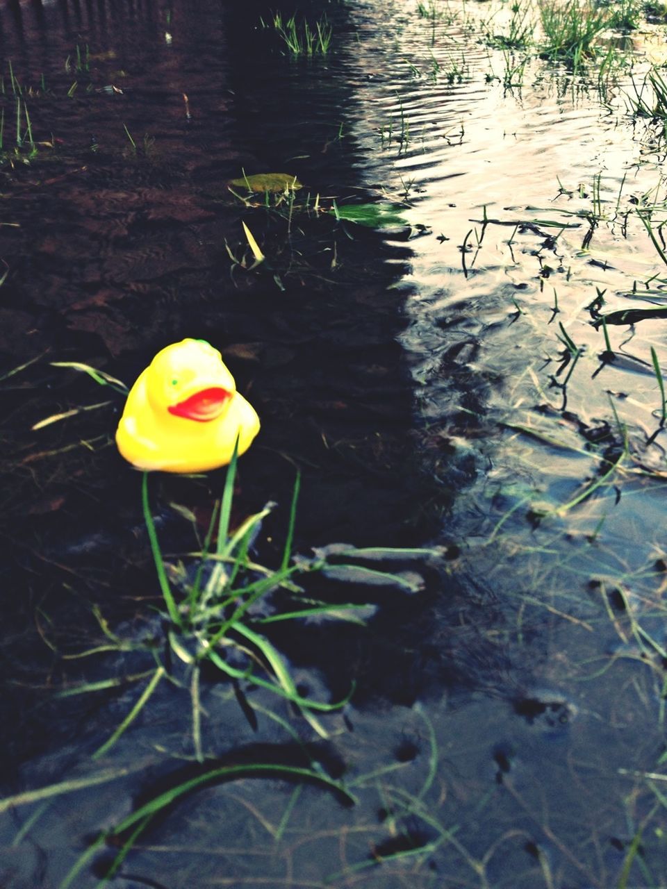 water, flower, lake, pond, floating on water, petal, reflection, water lily, nature, swan, high angle view, beauty in nature, fragility, freshness, lotus water lily, growth, plant, leaf, flower head, single flower