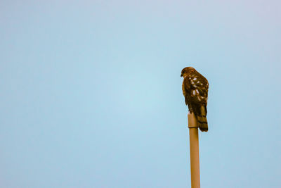 Low angle view of eagle perching on wooden post against sky