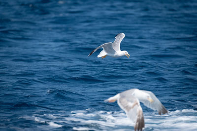 Seagull flying over the sea