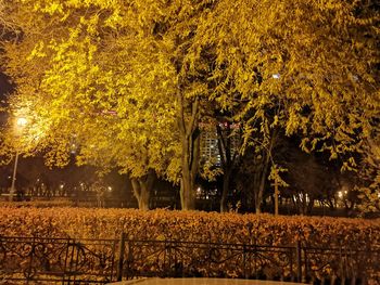 Trees in park during autumn