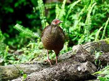 Close-up of bird perching on rock