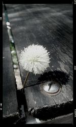 Close-up of flowers in water