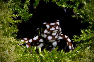 Close-up of snake on plants