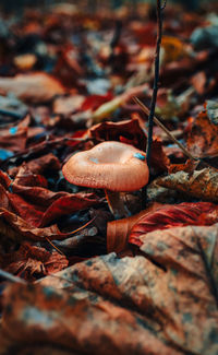 Close-up of mushroom growing on field