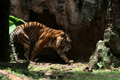 tiger