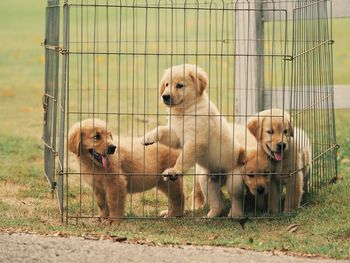 Dogs in cage