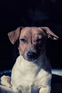 Close-up portrait of dog