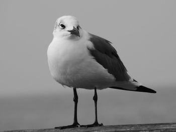 Close-up of seagull perching on a sea against sky