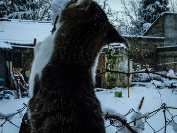 Horse on snow field during winter