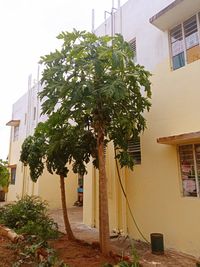 Tree by residential buildings