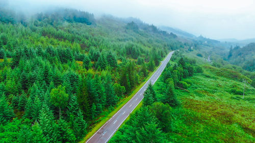Scenic view of road amidst trees in forest