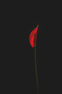 Close-up of flower over black background