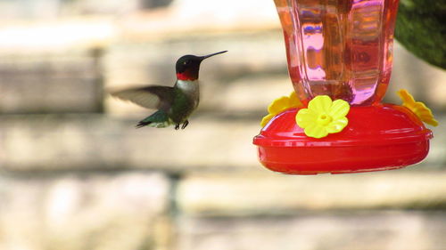 Close-up of bird flying