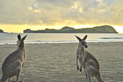 Kangaroo during sunrise at cape hillsborough. they disappear as soon as it becomes too hot