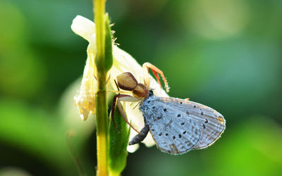 Close-up of insect on flower