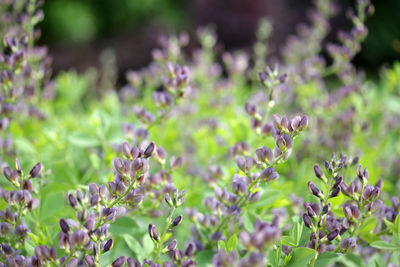 Close-up of purple flowering plants