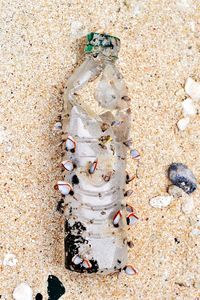 Close-up of seashell on beach