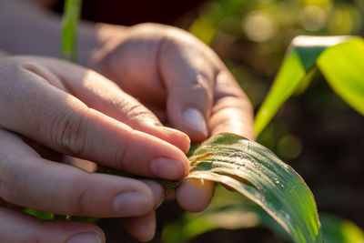 Close-up of hand holding leaf