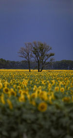 Scenic view of yellow flower field against clear sky