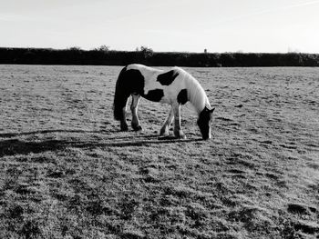 Horse grazing on landscape