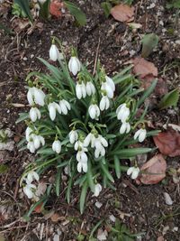 High angle view of white crocus flowers on field