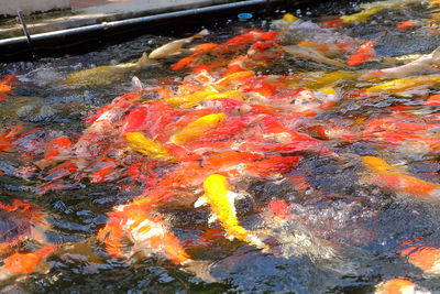 High angle view of koi carps swimming in pond