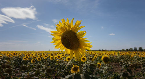 Close-up of sunflower field