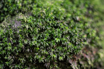 Full frame shot of plants