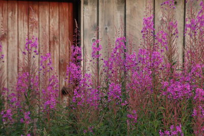 Purple coloured wildflowers growing outside unpainted wooden shack