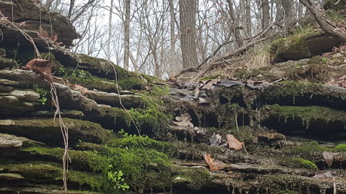 Trees in forest