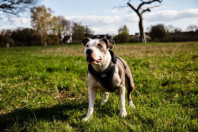 Portrait of dog on field