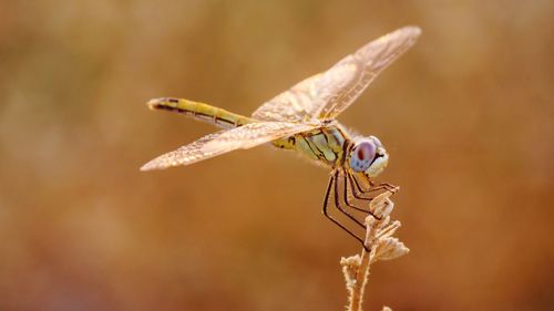 Close-up of dragonfly on twig