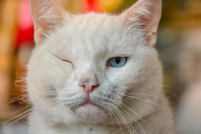 Close-up portrait of a cat