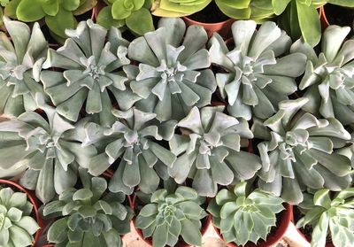 Full frame shot of succulent plant