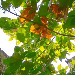 Low angle view of tree against sky