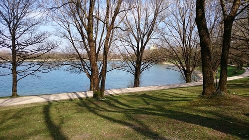 Bare trees on landscape